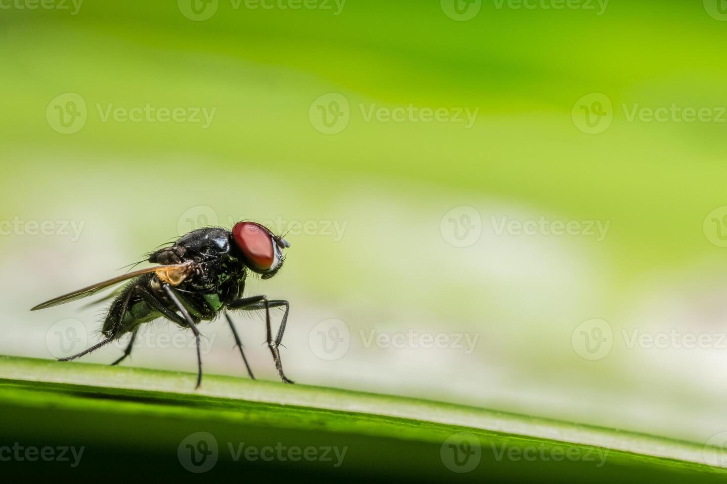 voler sur une feuille photo