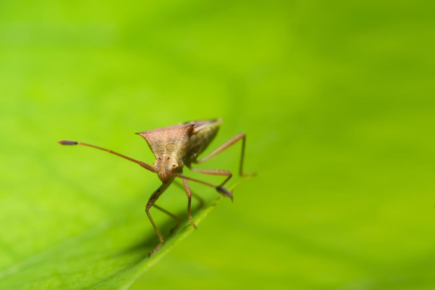 Bug assassin brun sur une plante photo