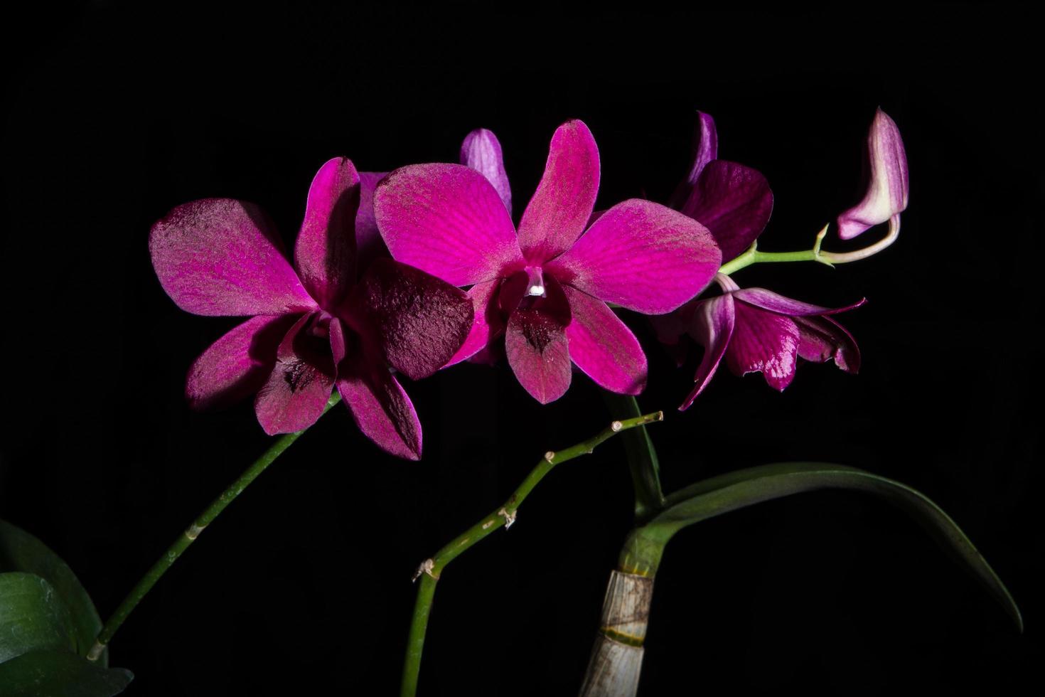 fleurs roses sur fond noir photo