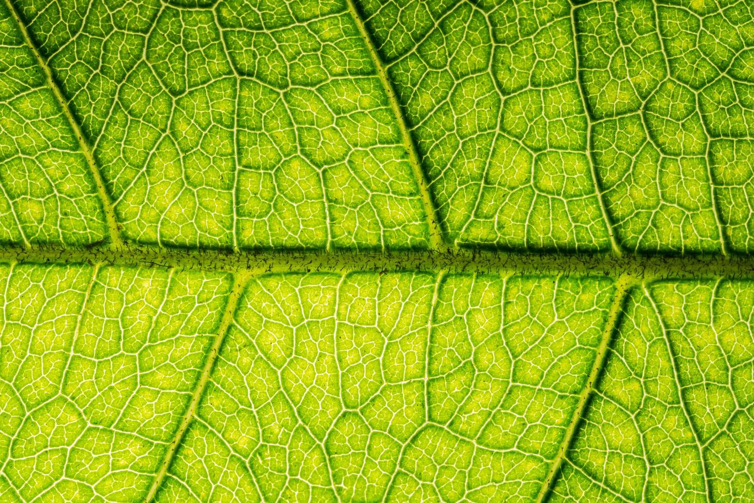 motif de feuilles vertes photo