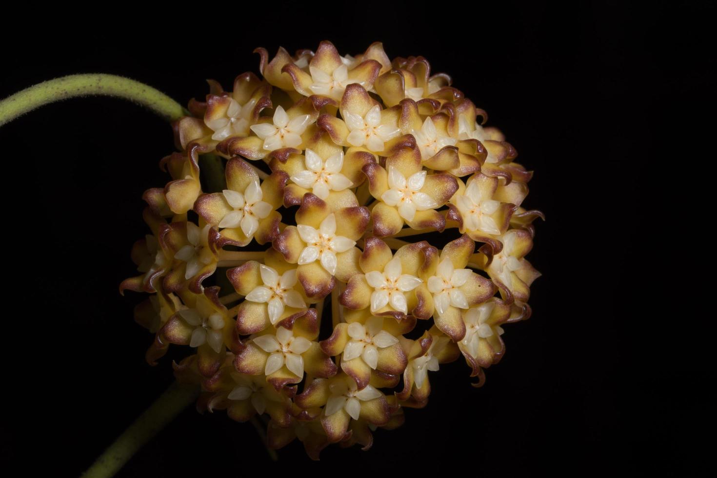 gros plan de fleur de Hoya photo