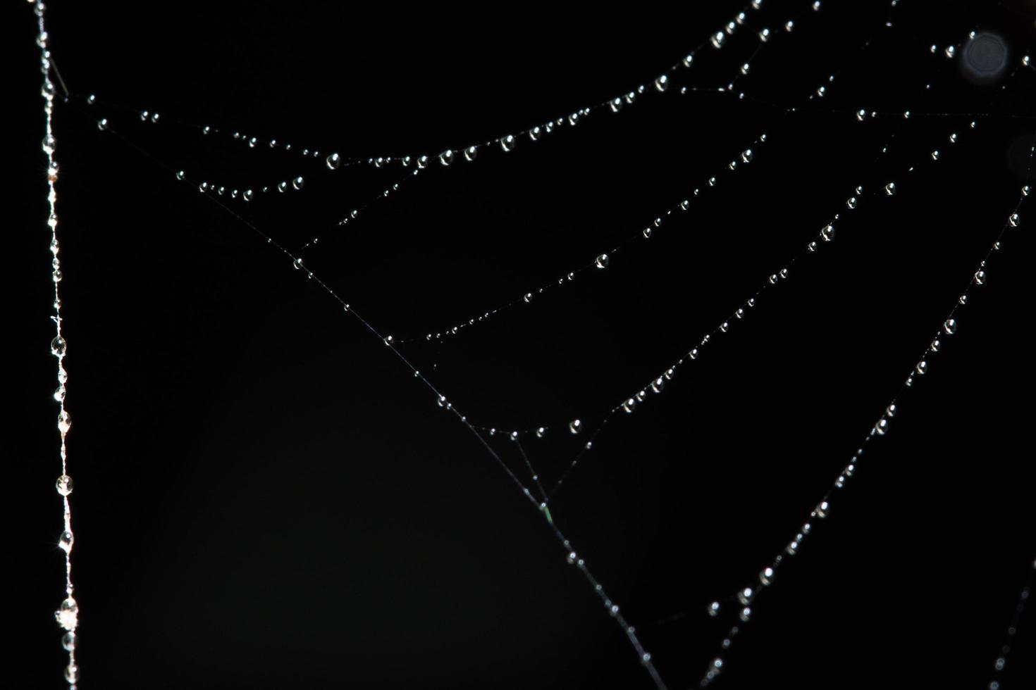 gouttes d'eau sur la toile d'araignée, gros plan photo