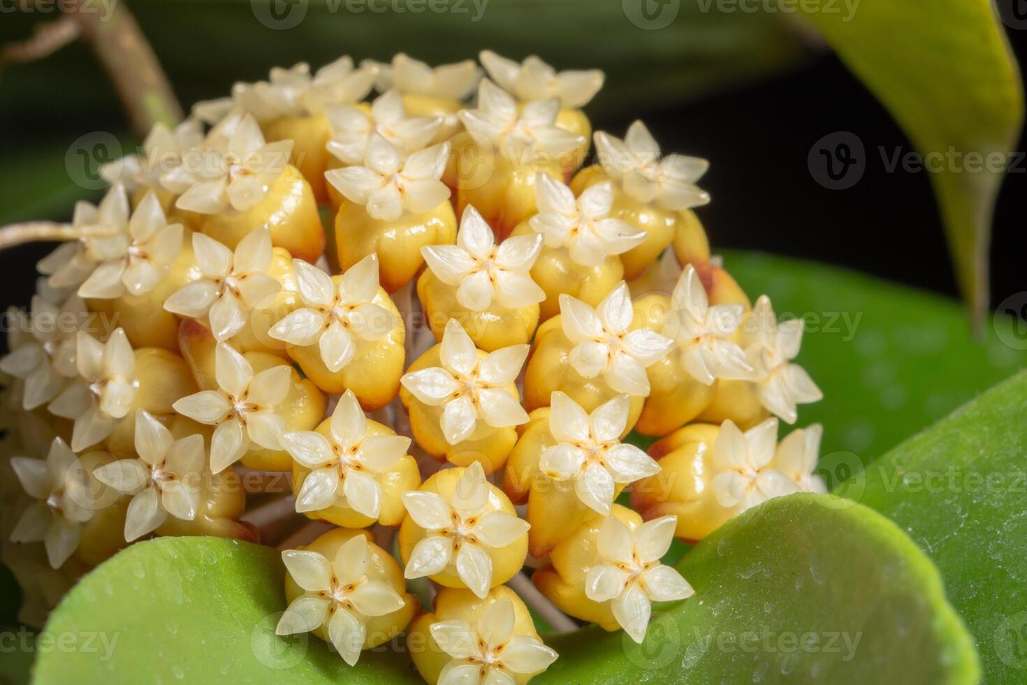 gros plan fleur hoya jaune photo