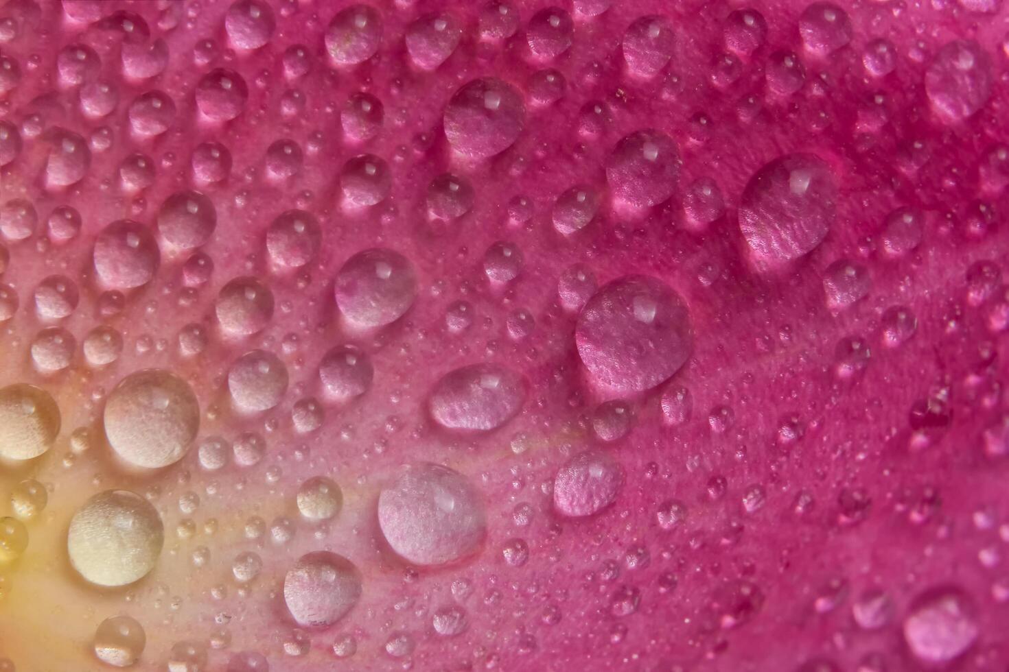 gouttelettes d'eau sur les pétales d'une rose rose photo