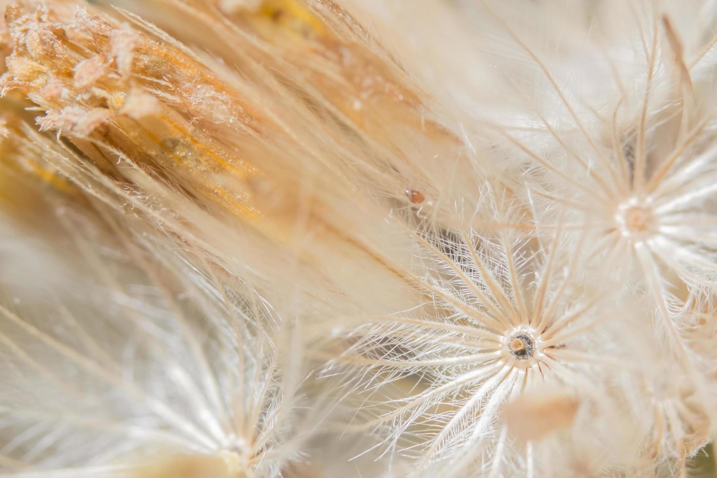 photo en gros plan de fleurs sauvages