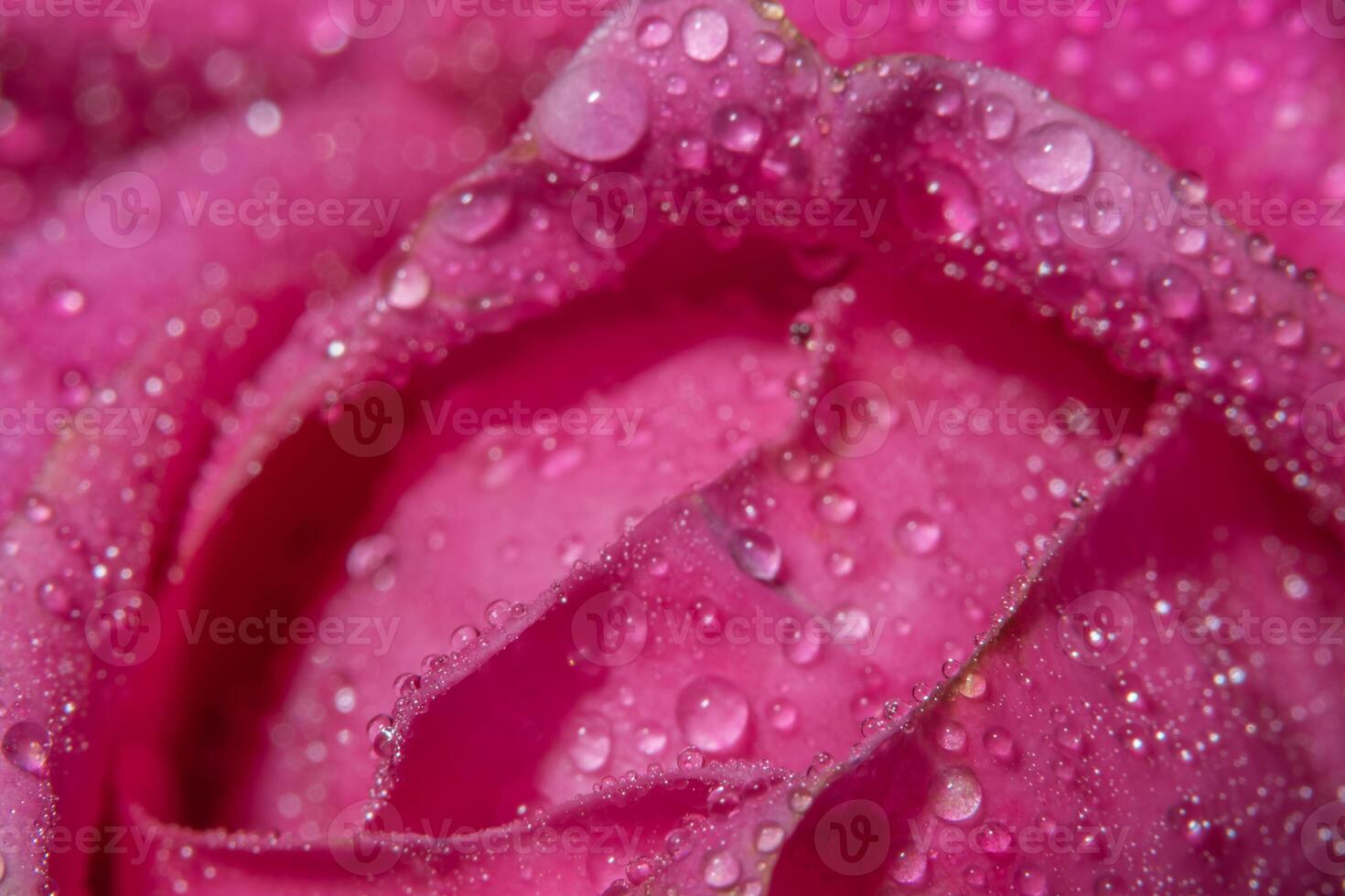 gouttes d'eau sur les pétales de rose photo