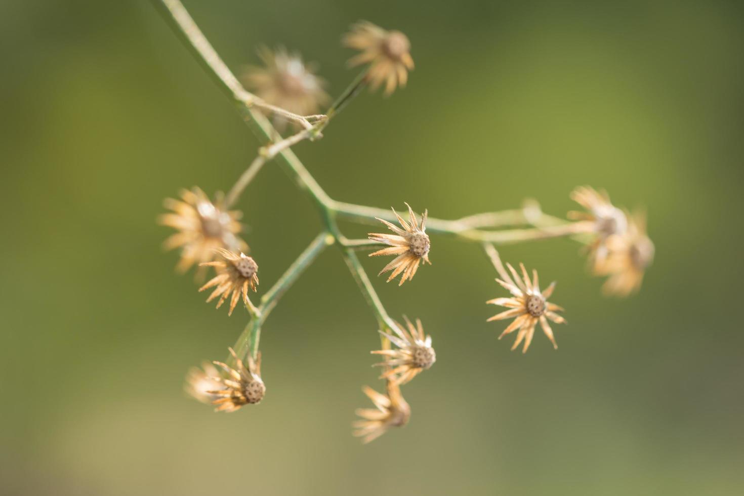 gros plan fleur sauvage photo