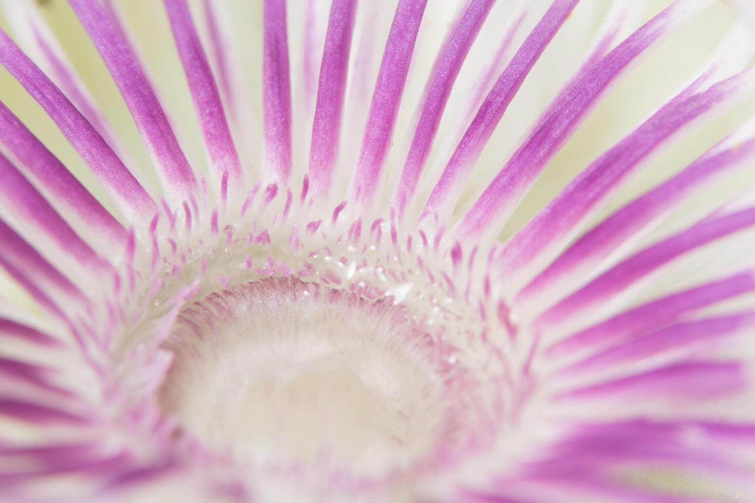 fond de fleurs violettes et blanches photo