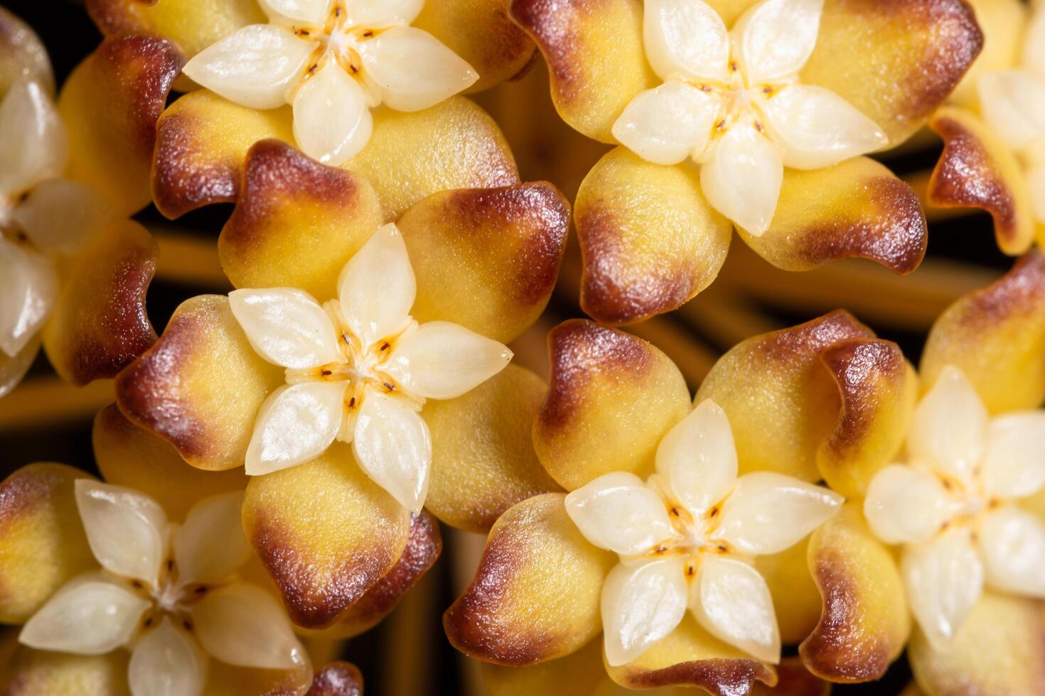 gros plan de fleur de Hoya photo