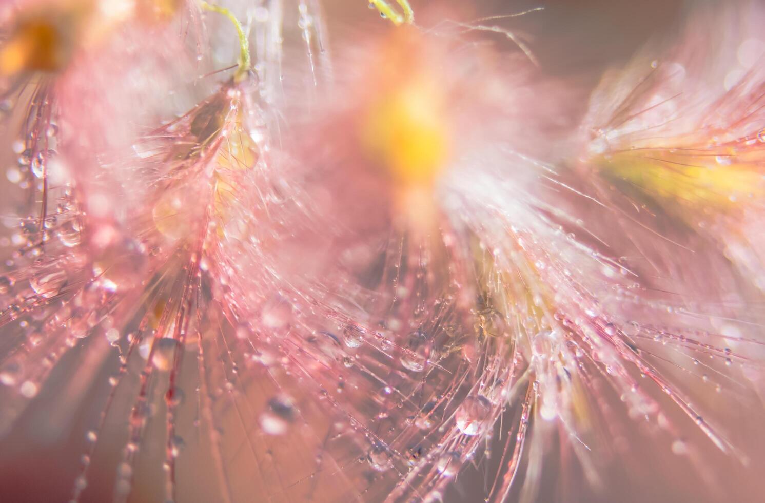 gouttes d'eau sur les fleurs sauvages, arrière-plan flou photo