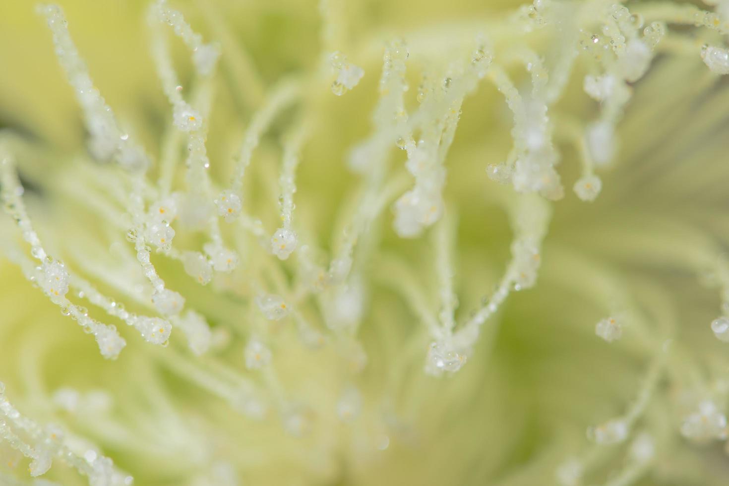 gouttes d'eau sur une plante photo