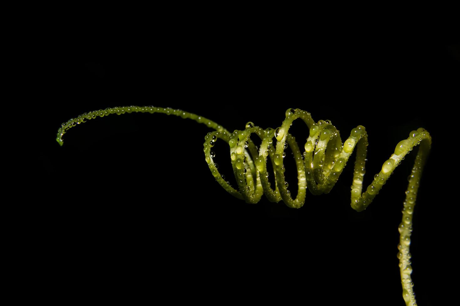 gouttes d'eau sur une plante photo