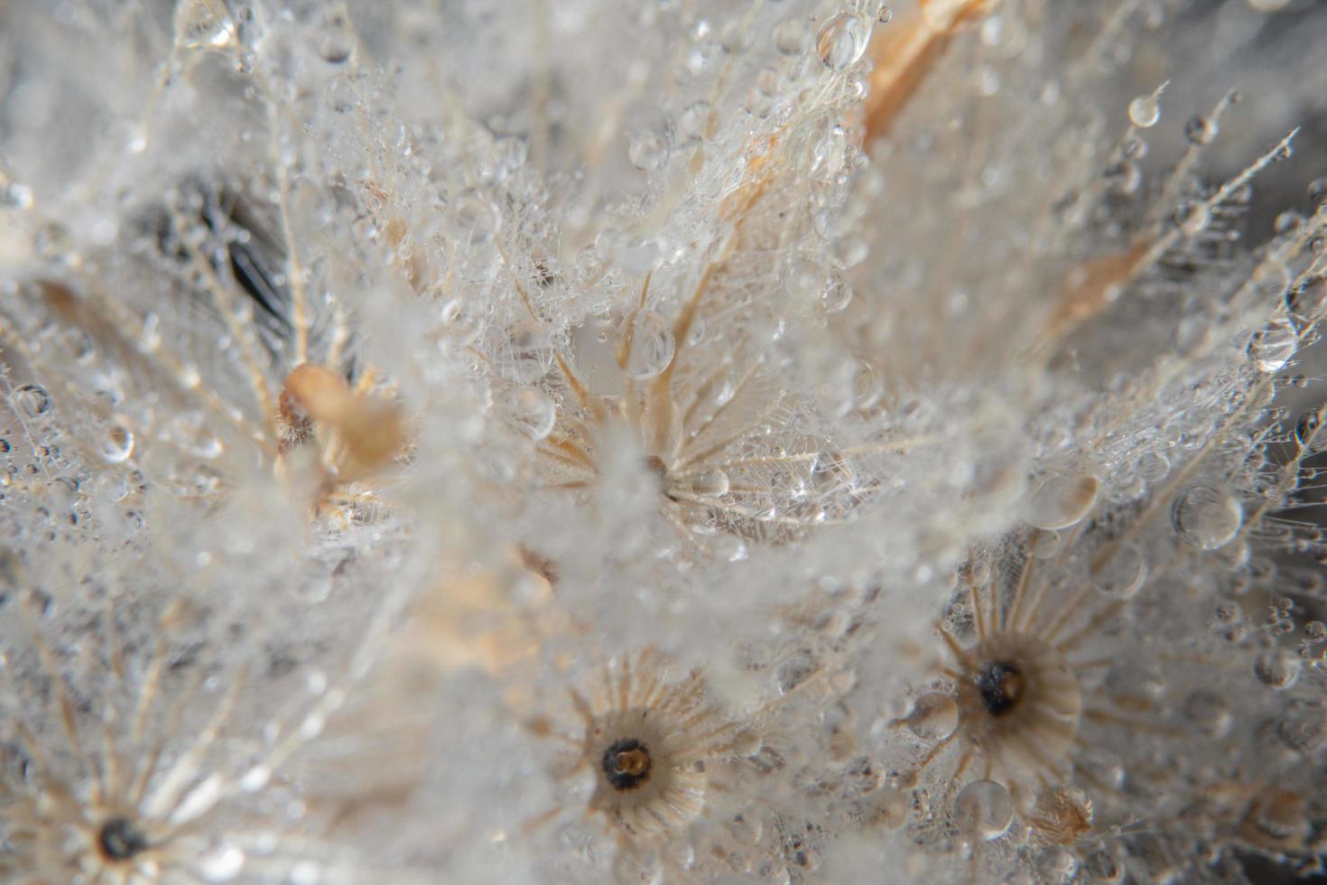 gouttes d'eau sur une fleur photo