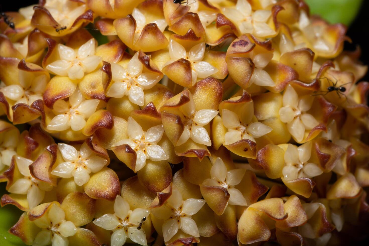 macro fleur hoya photo