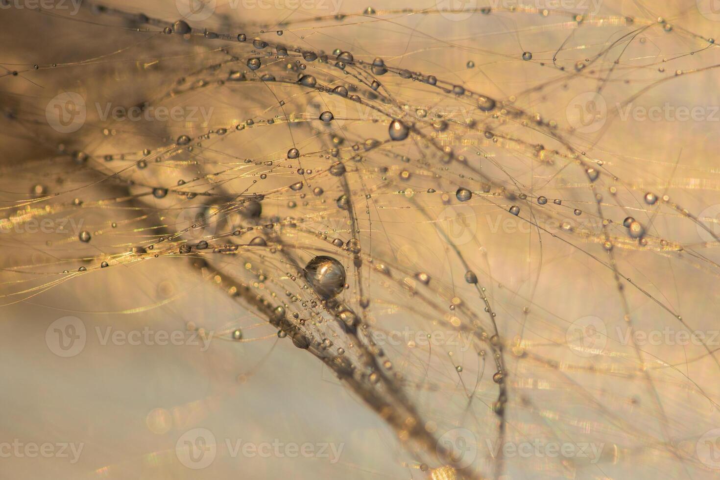 gouttes deau sur les fleurs dherbe photo