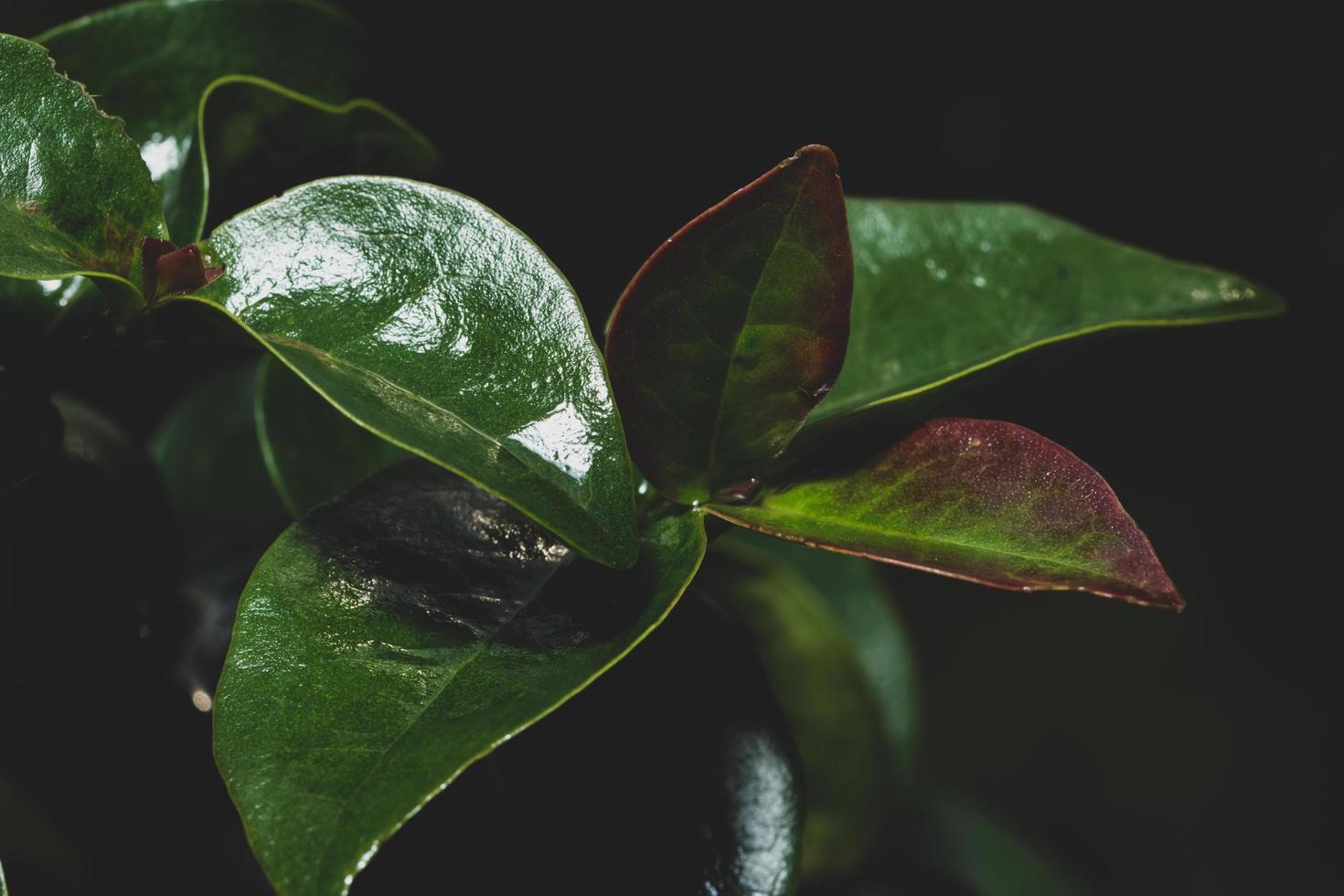 fond de feuilles sombres photo