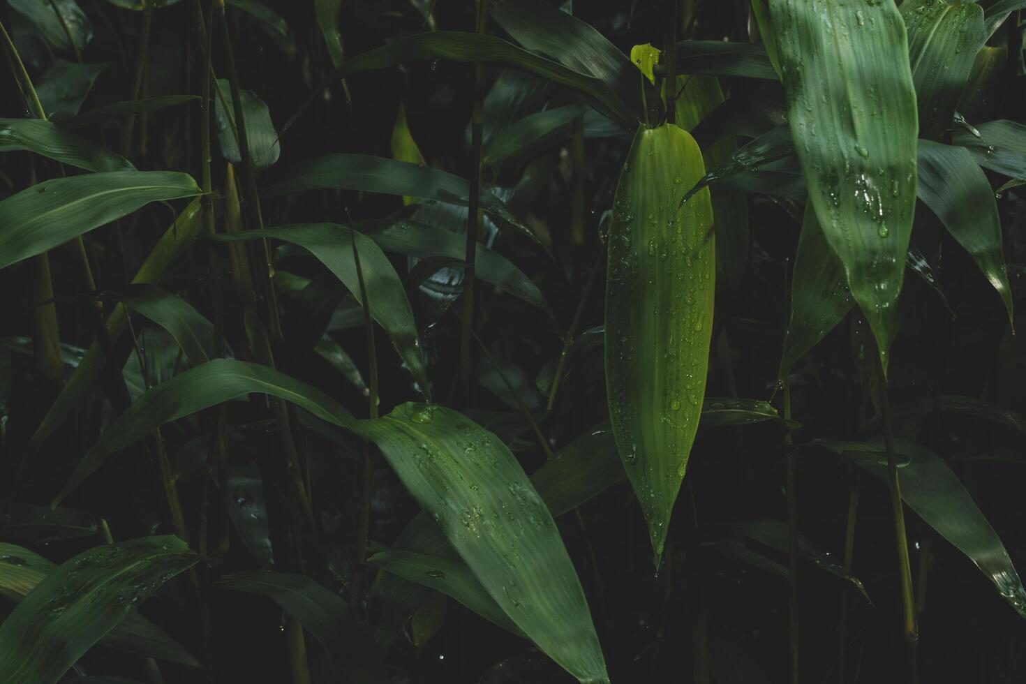 fond vert foncé de plantes photo