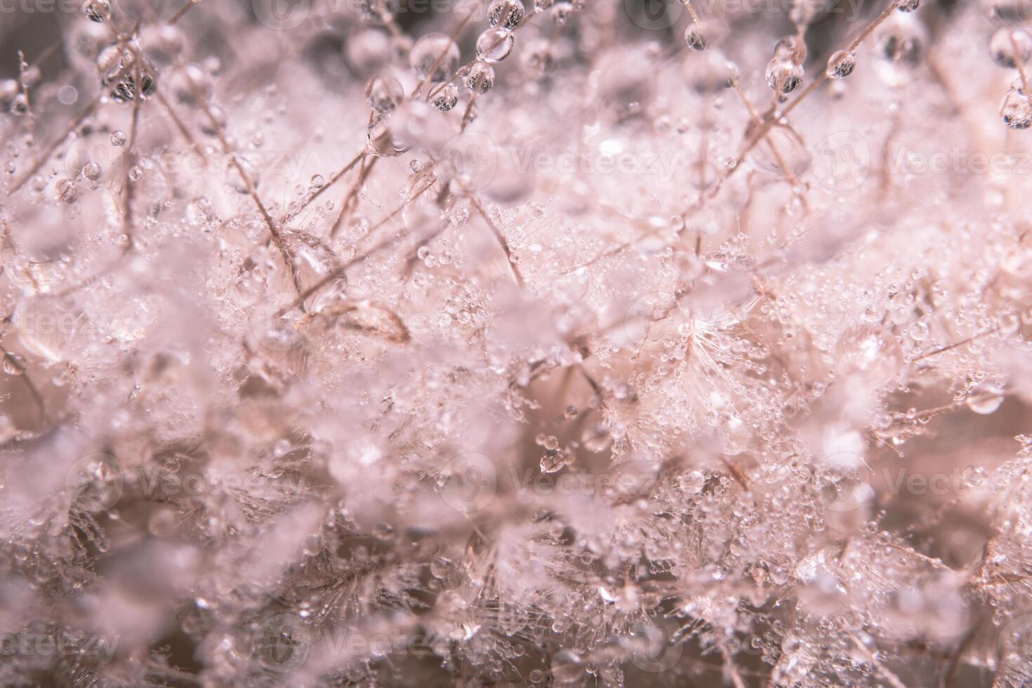 gouttes d'eau sur une fleur photo