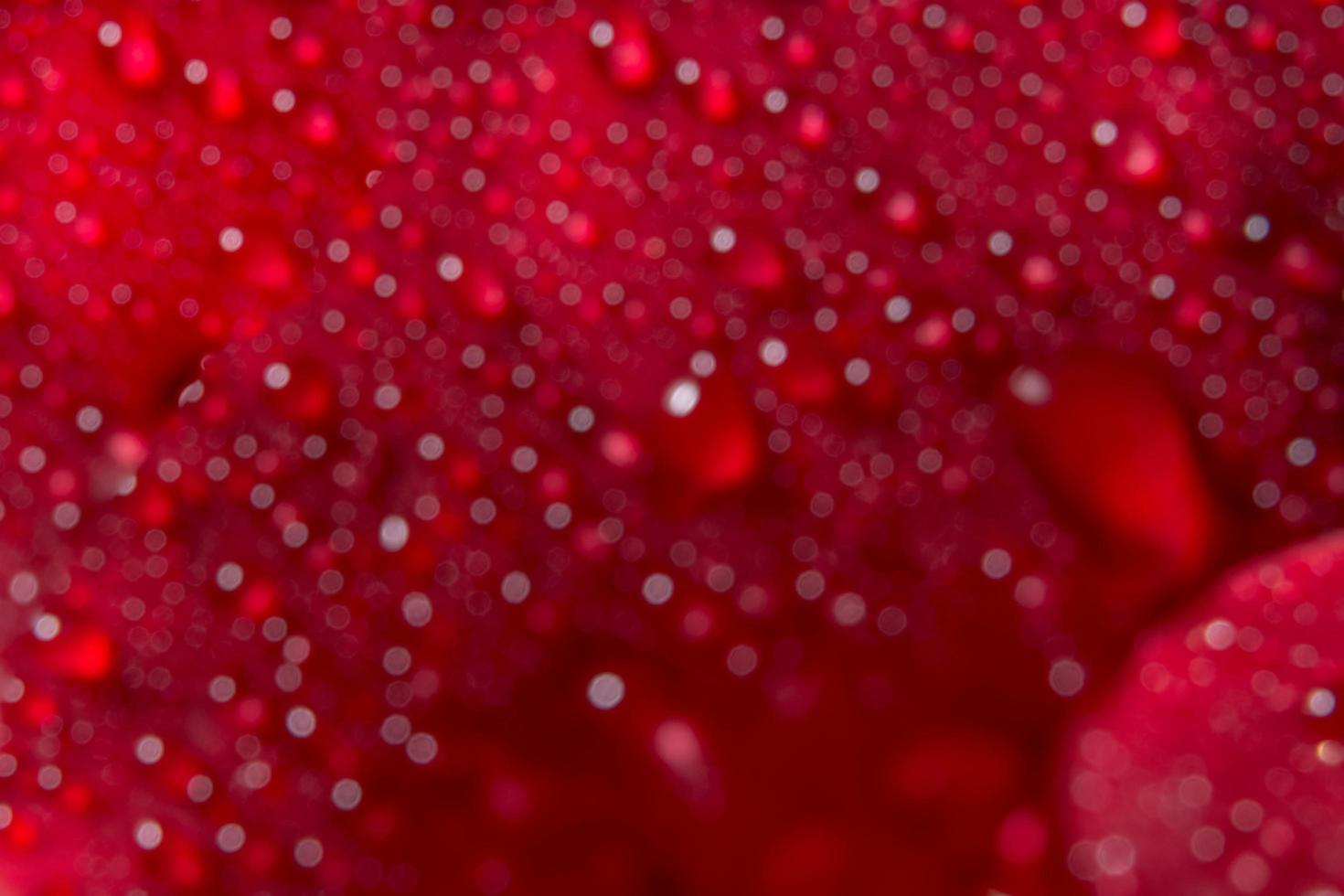 gouttes d'eau sur une rose rouge, arrière-plan flou photo