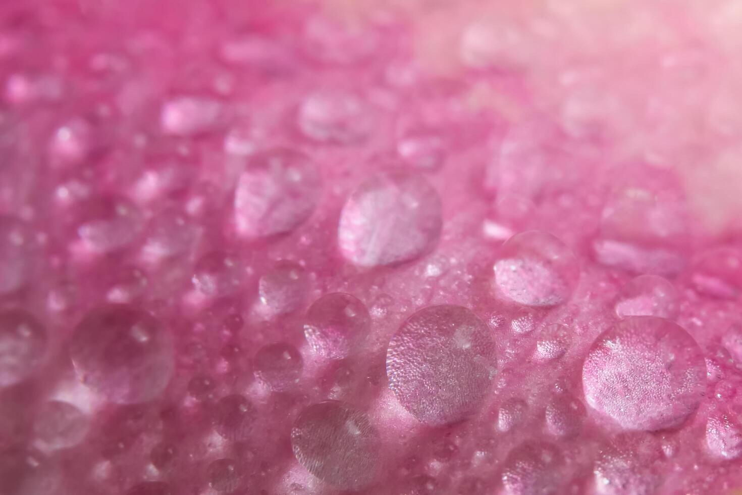 gouttelettes d'eau sur les pétales d'une rose rose photo