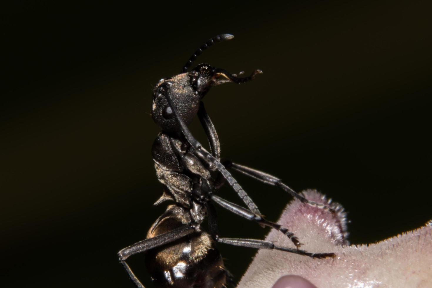 fourmi sur une fleur photo