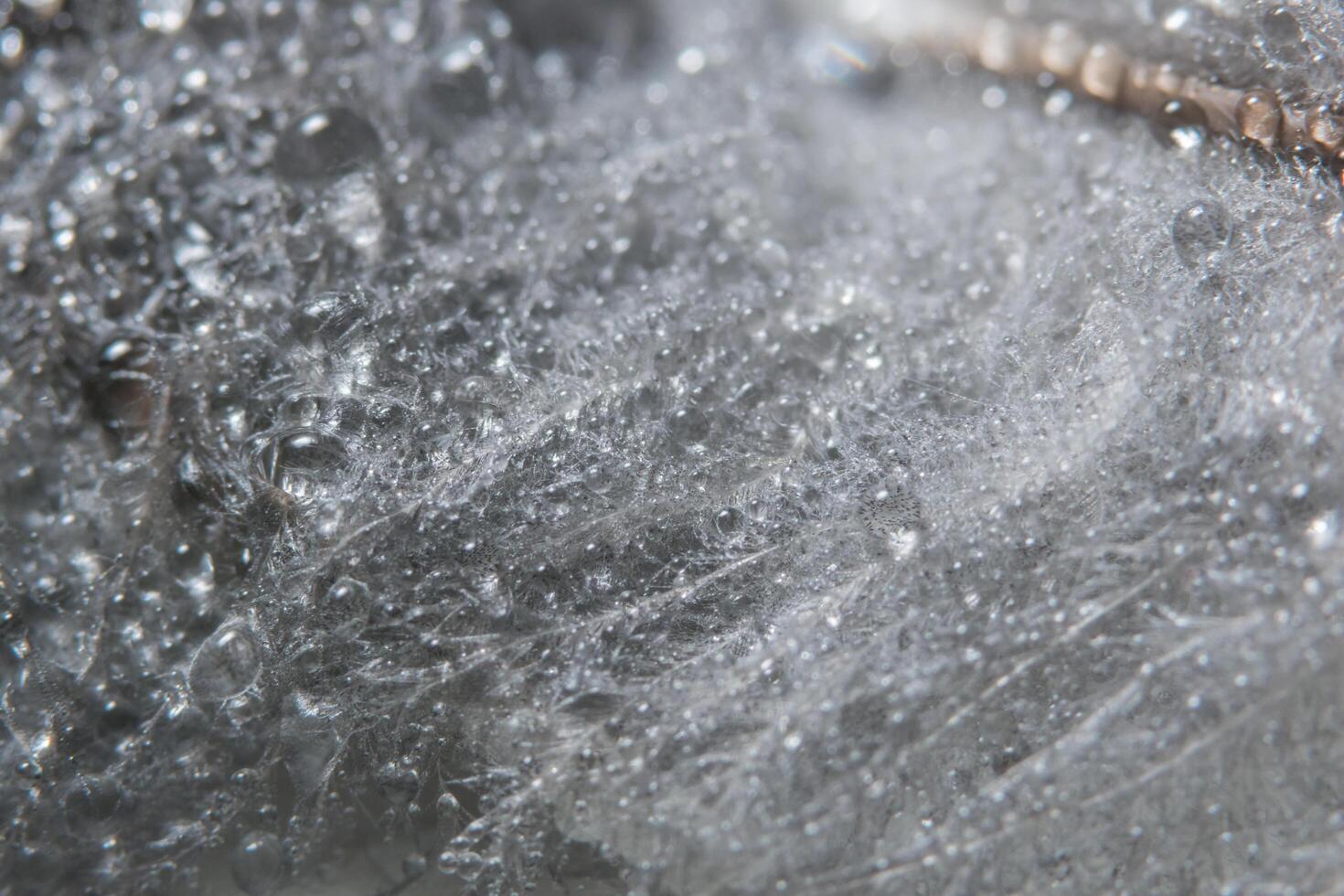 gouttes d'eau sur une plume photo