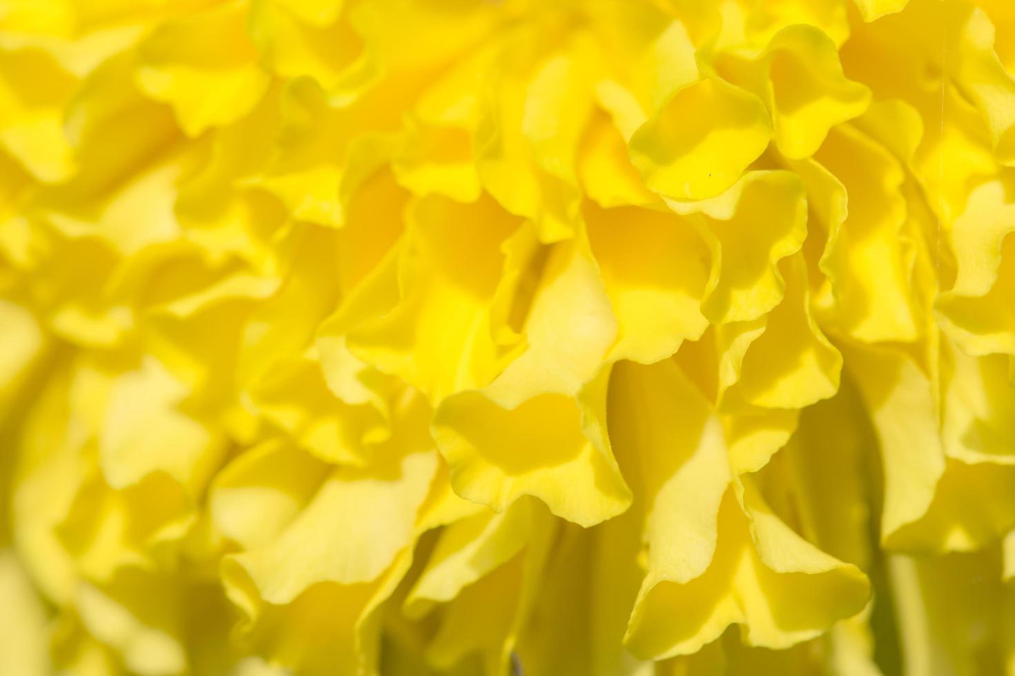fond de fleur de souci jaune photo