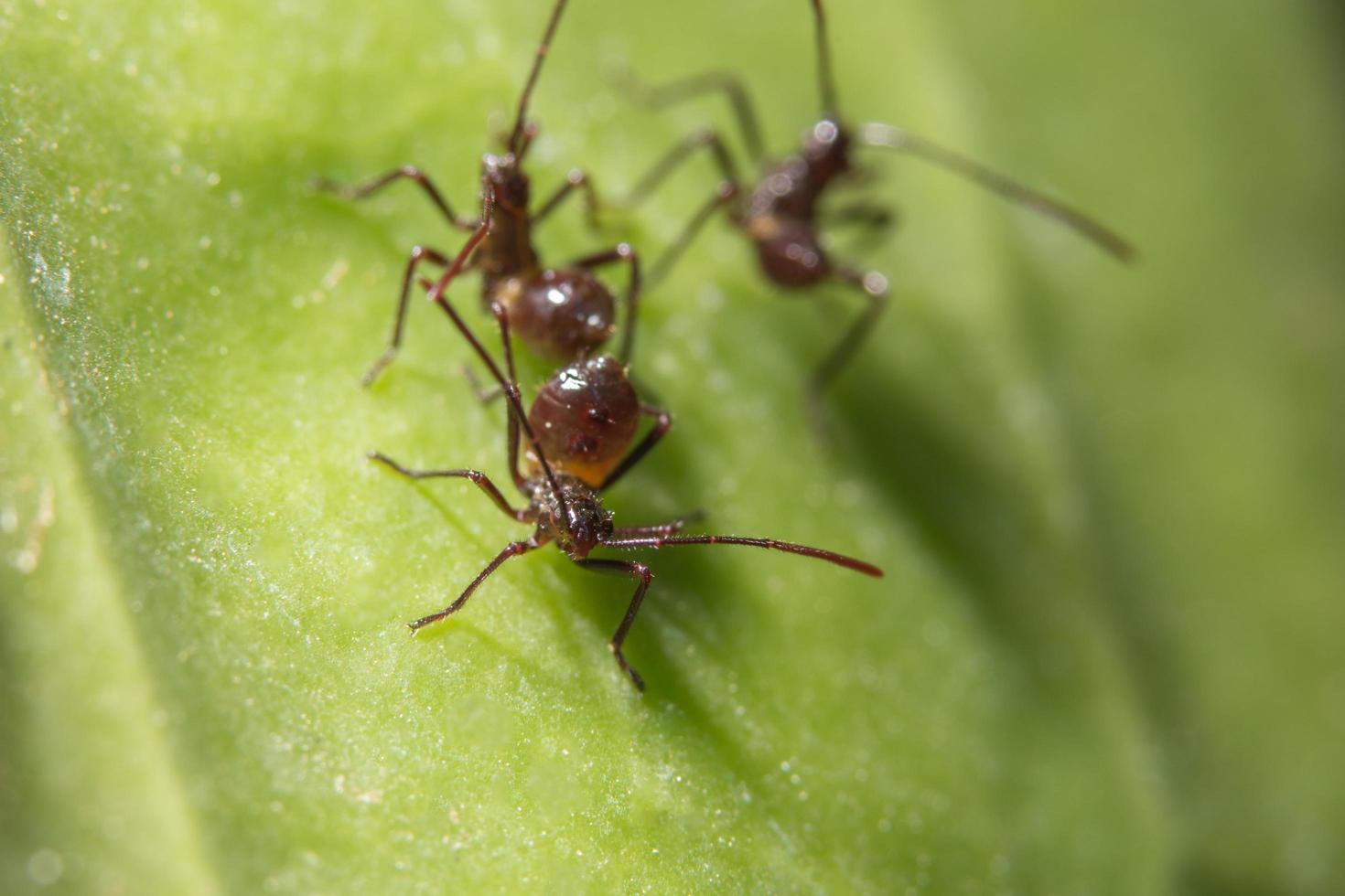 fourmis brunes sur une feuille photo