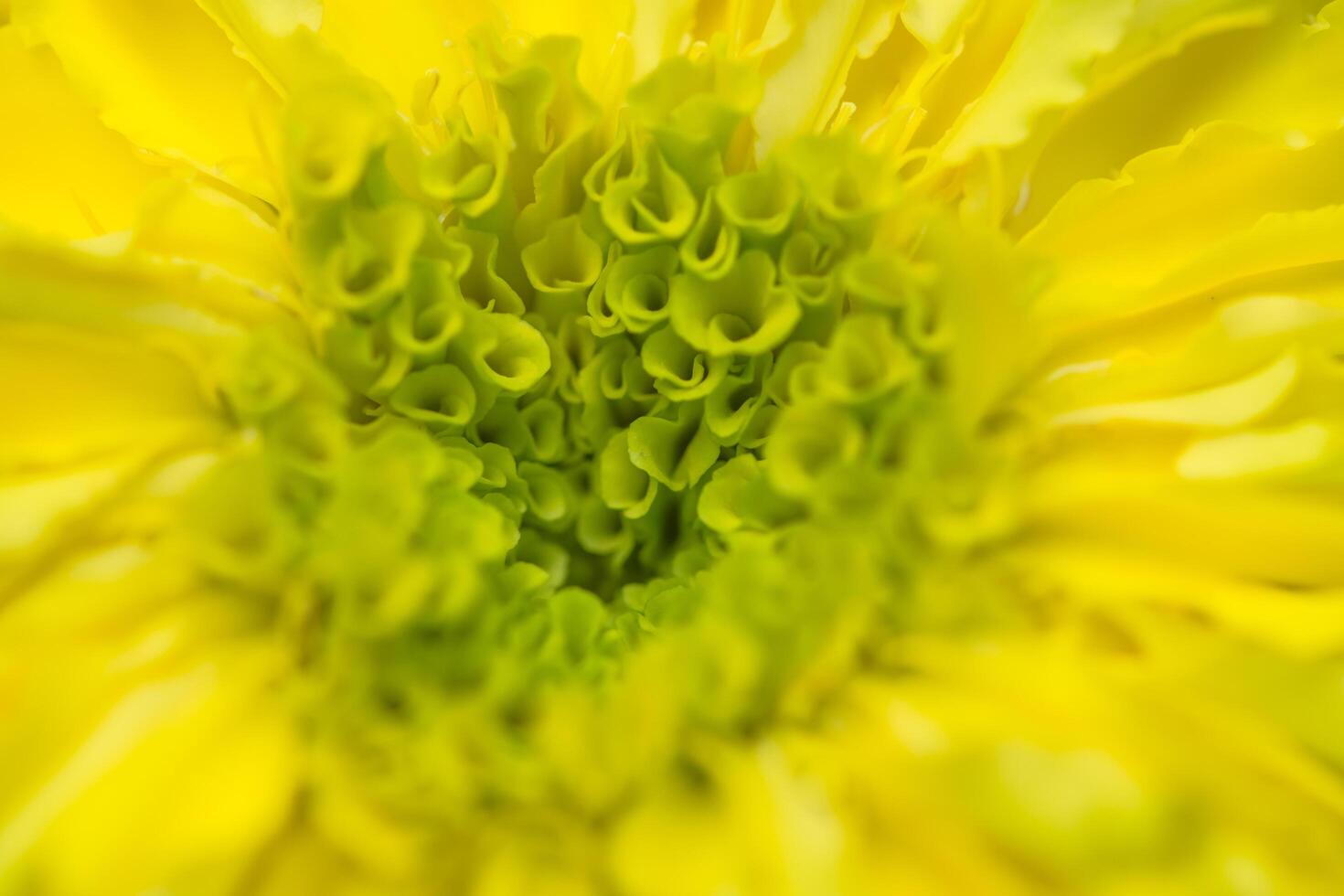 fond de fleur de souci jaune photo