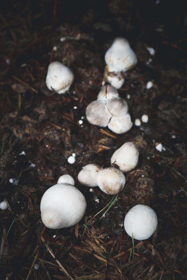 groupe de champignons blancs photo