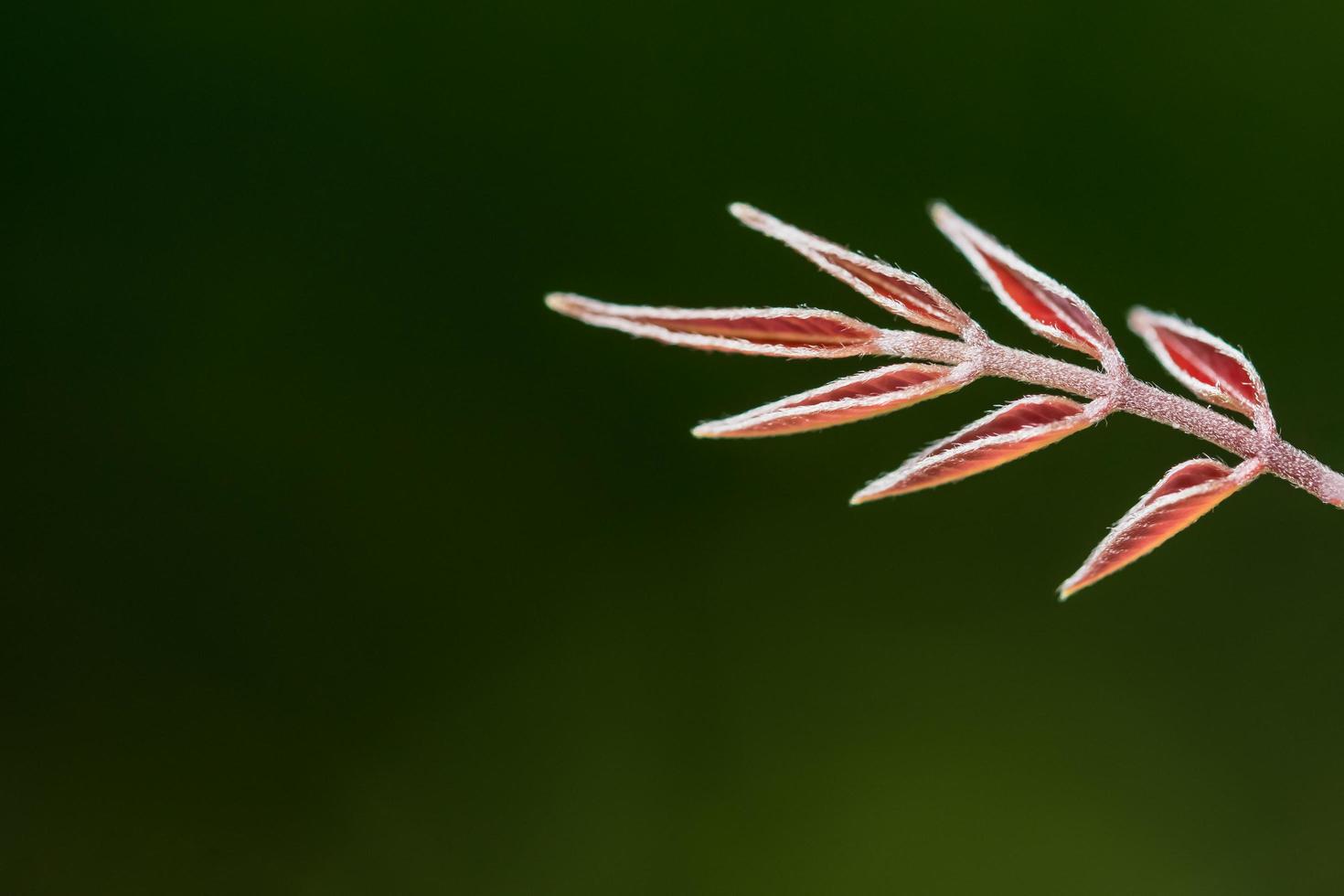 feuille rouge sur fond vert photo