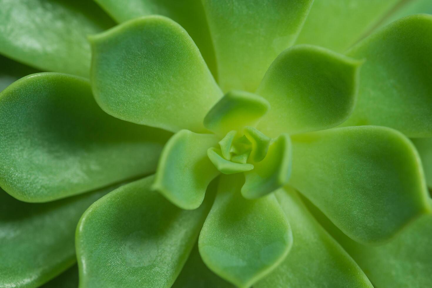 plante succulente, vue d'en haut photo