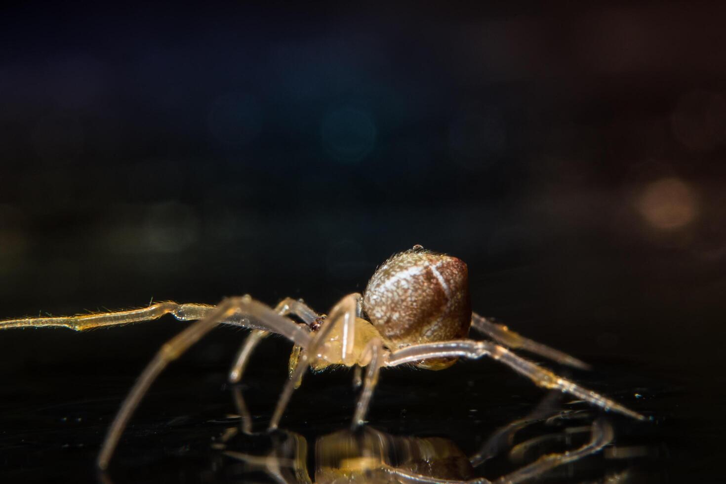 araignée, photo en gros plan