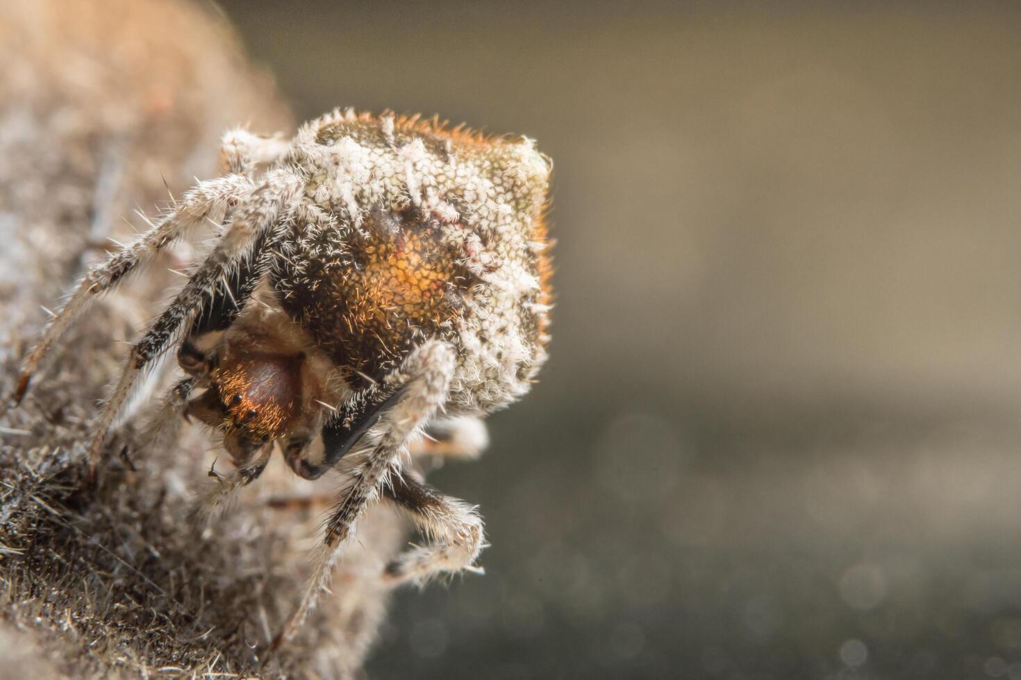 araignée, photo en gros plan