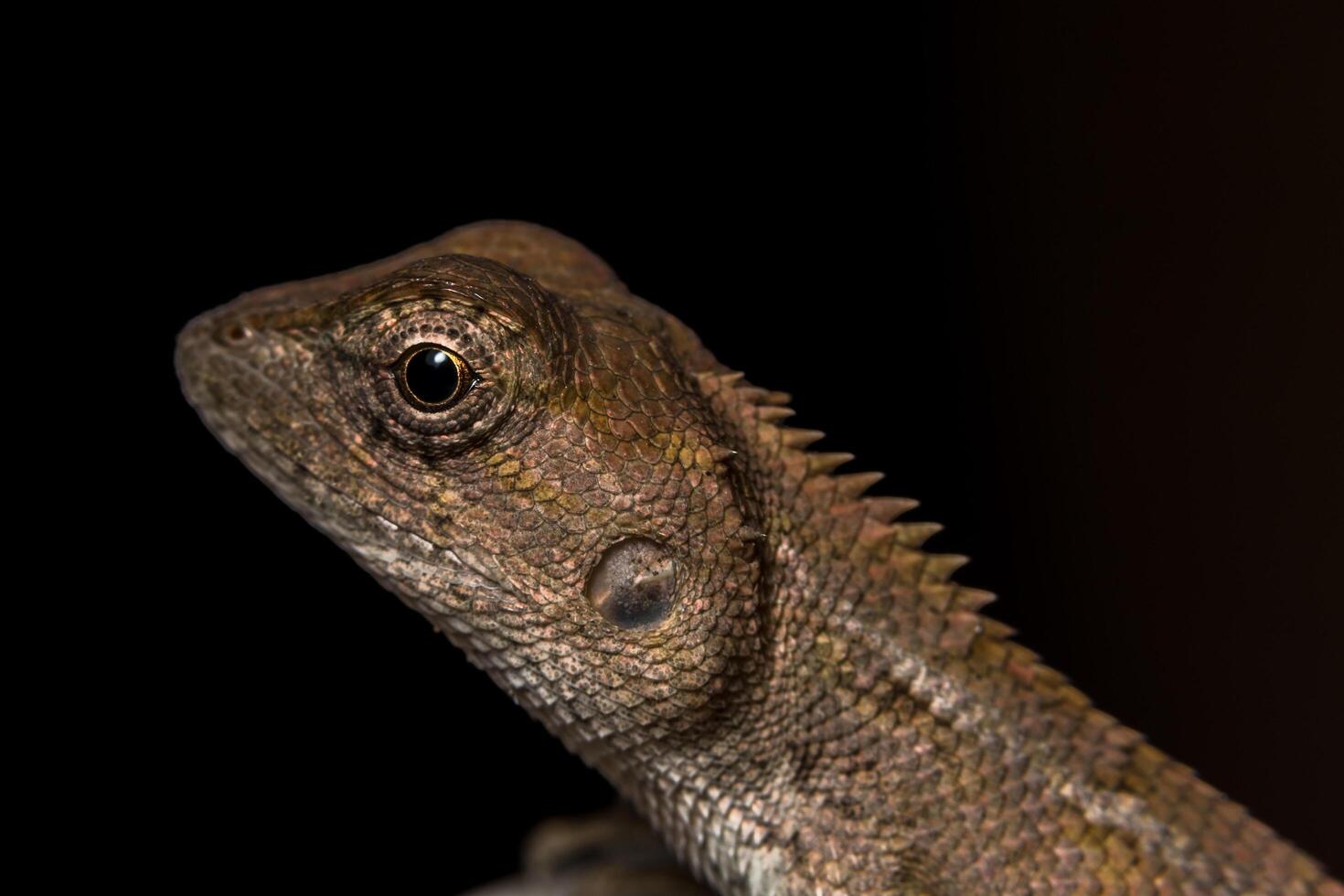 caméléon, photo en gros plan