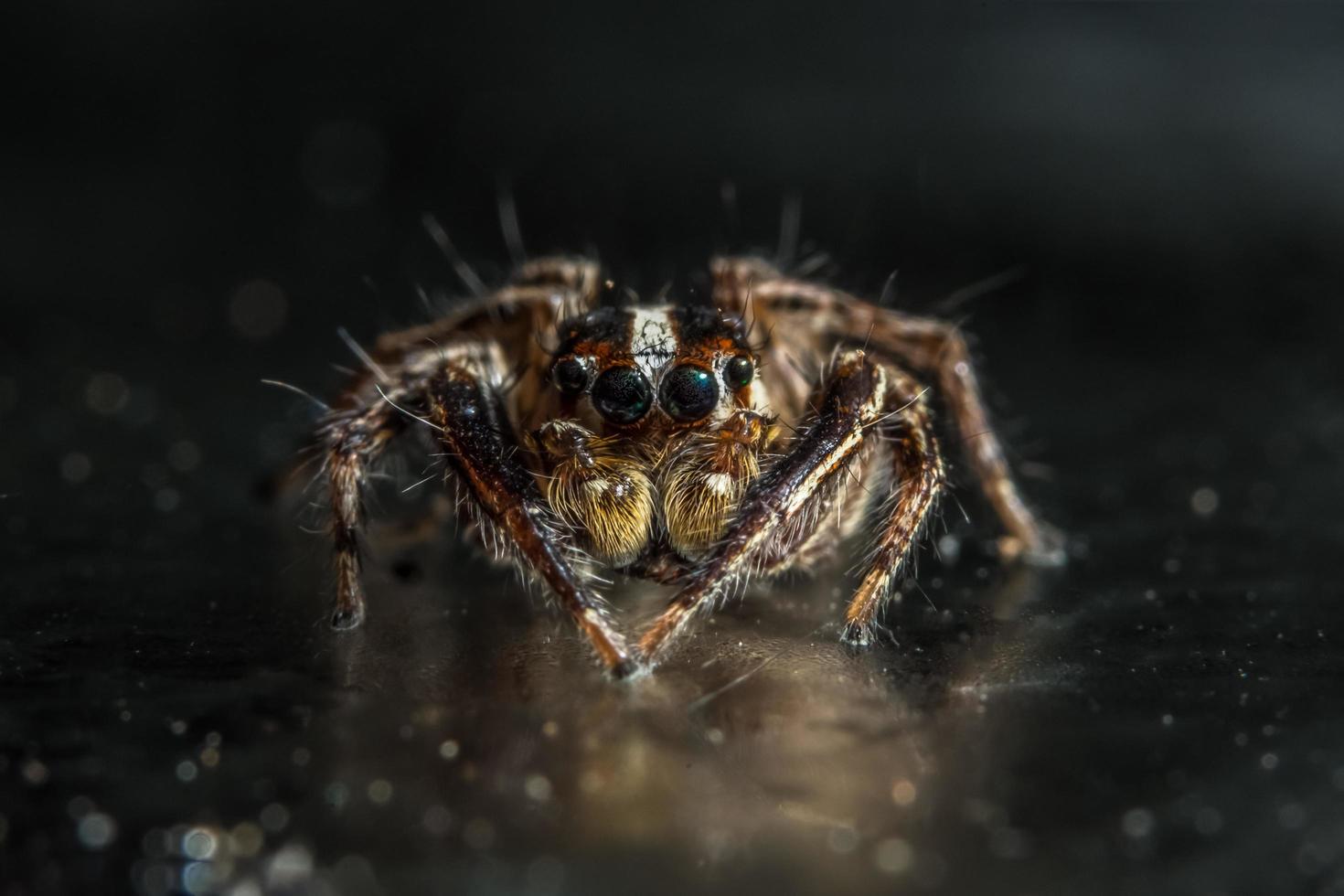 araignée, photo en gros plan