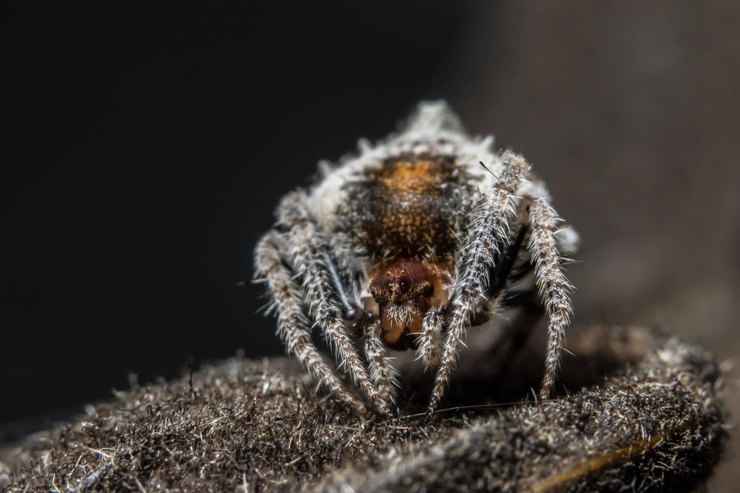 araignée, photo en gros plan