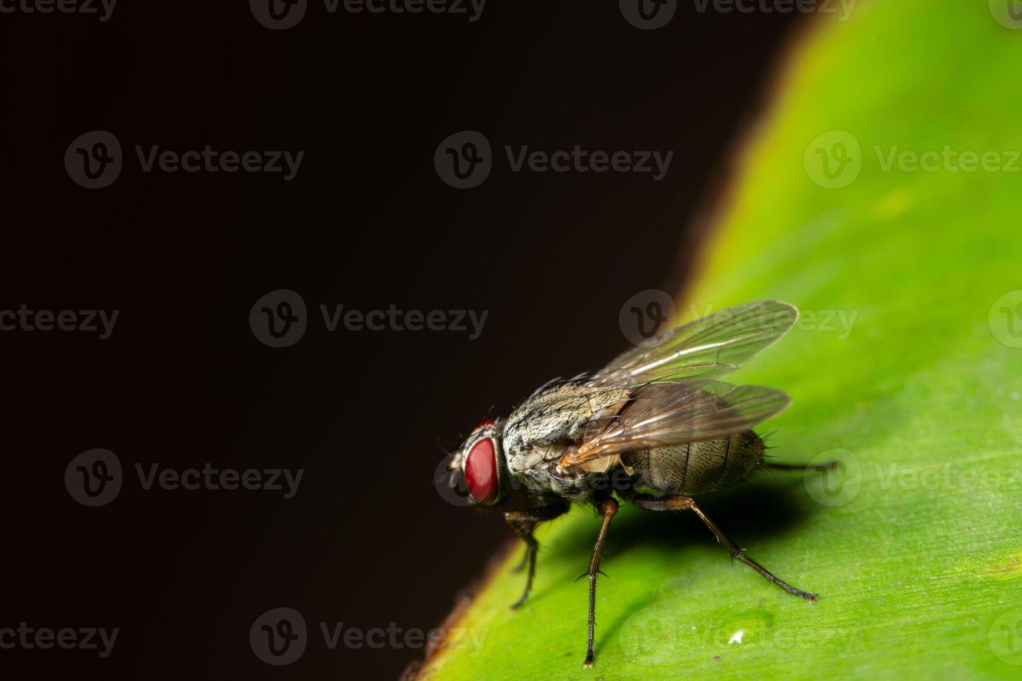 voler sur une feuille photo