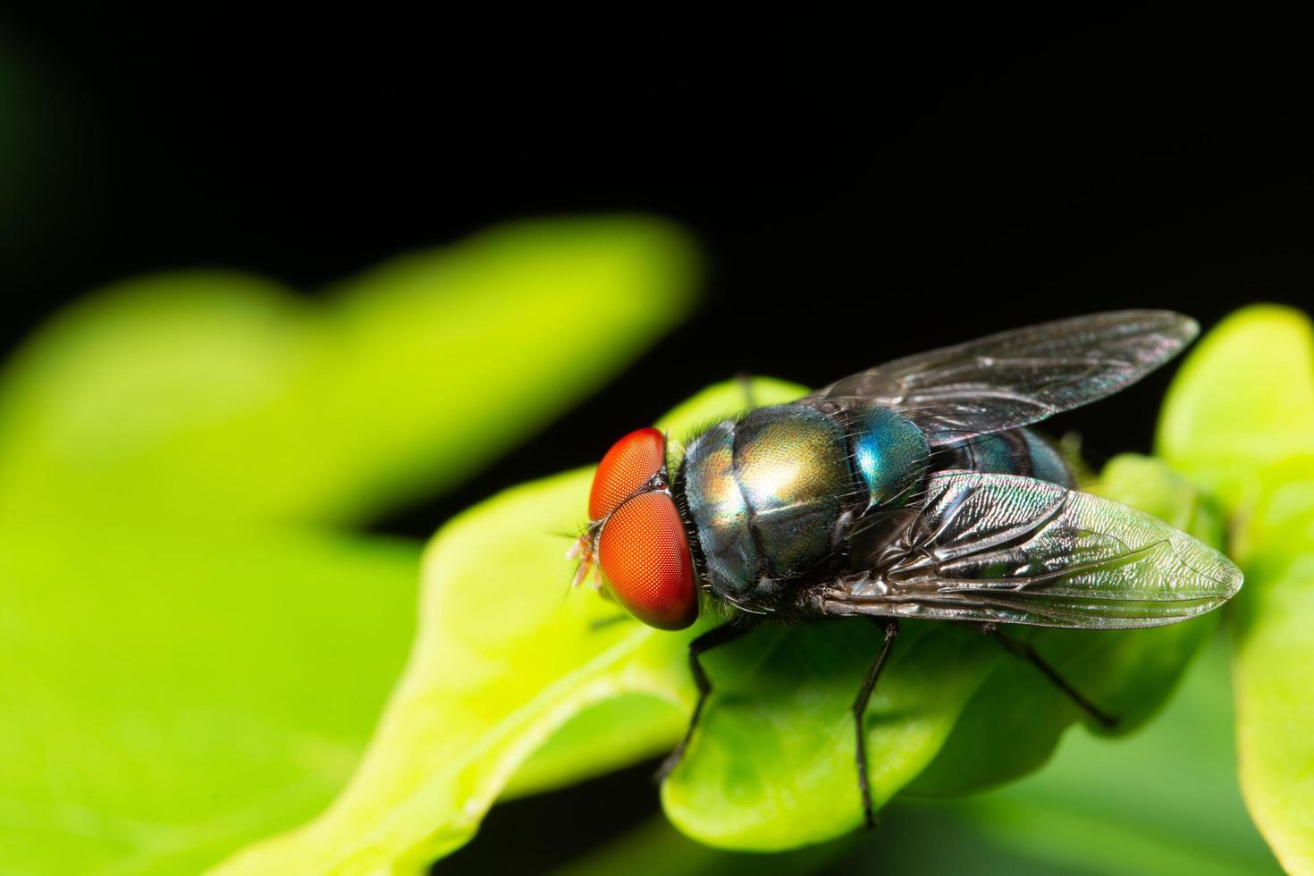 voler sur une feuille photo