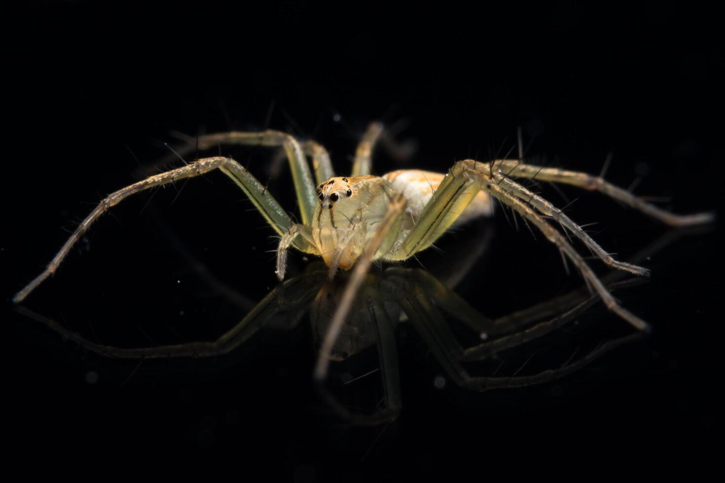 araignée sur miroir noir photo