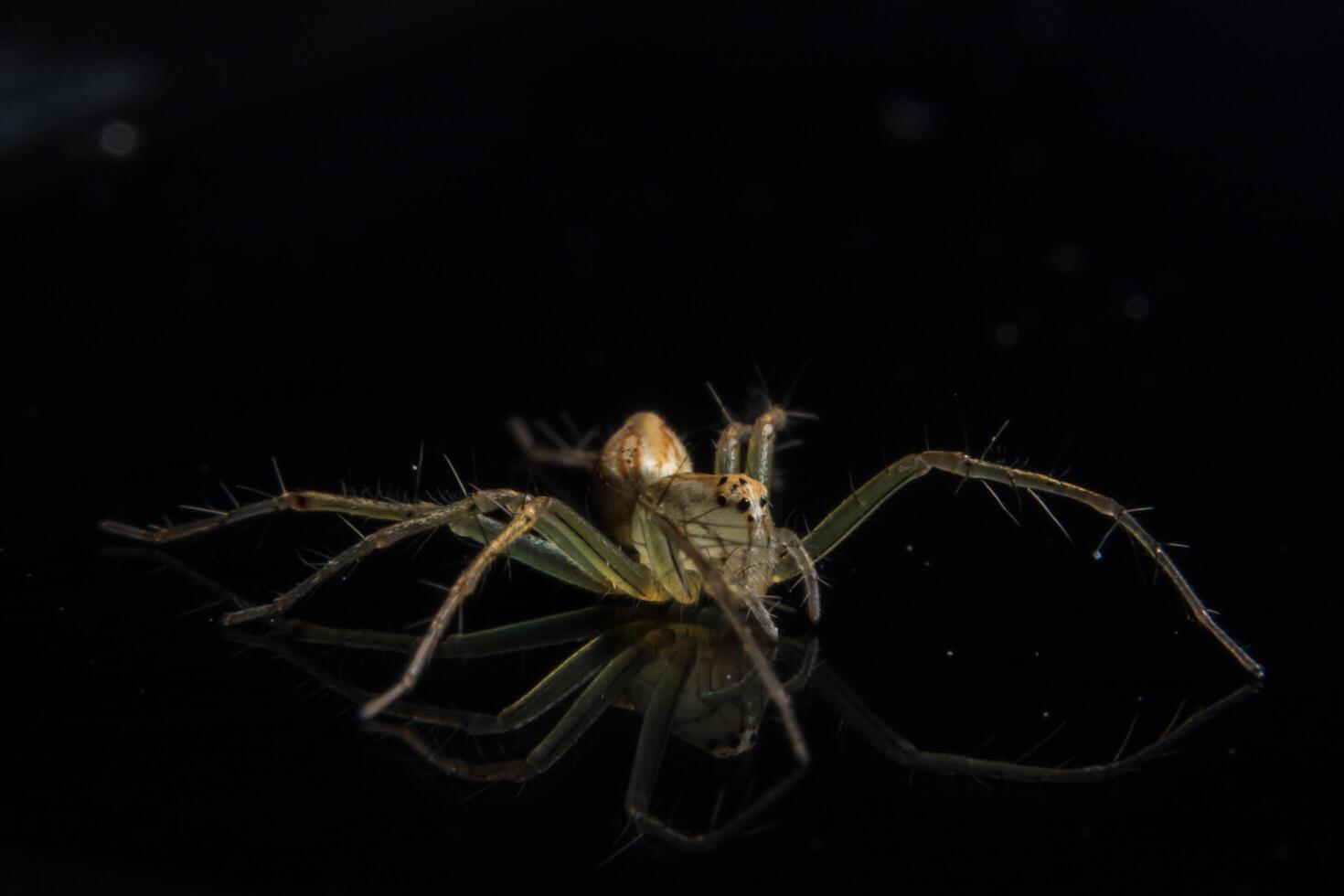 araignée sur miroir noir photo