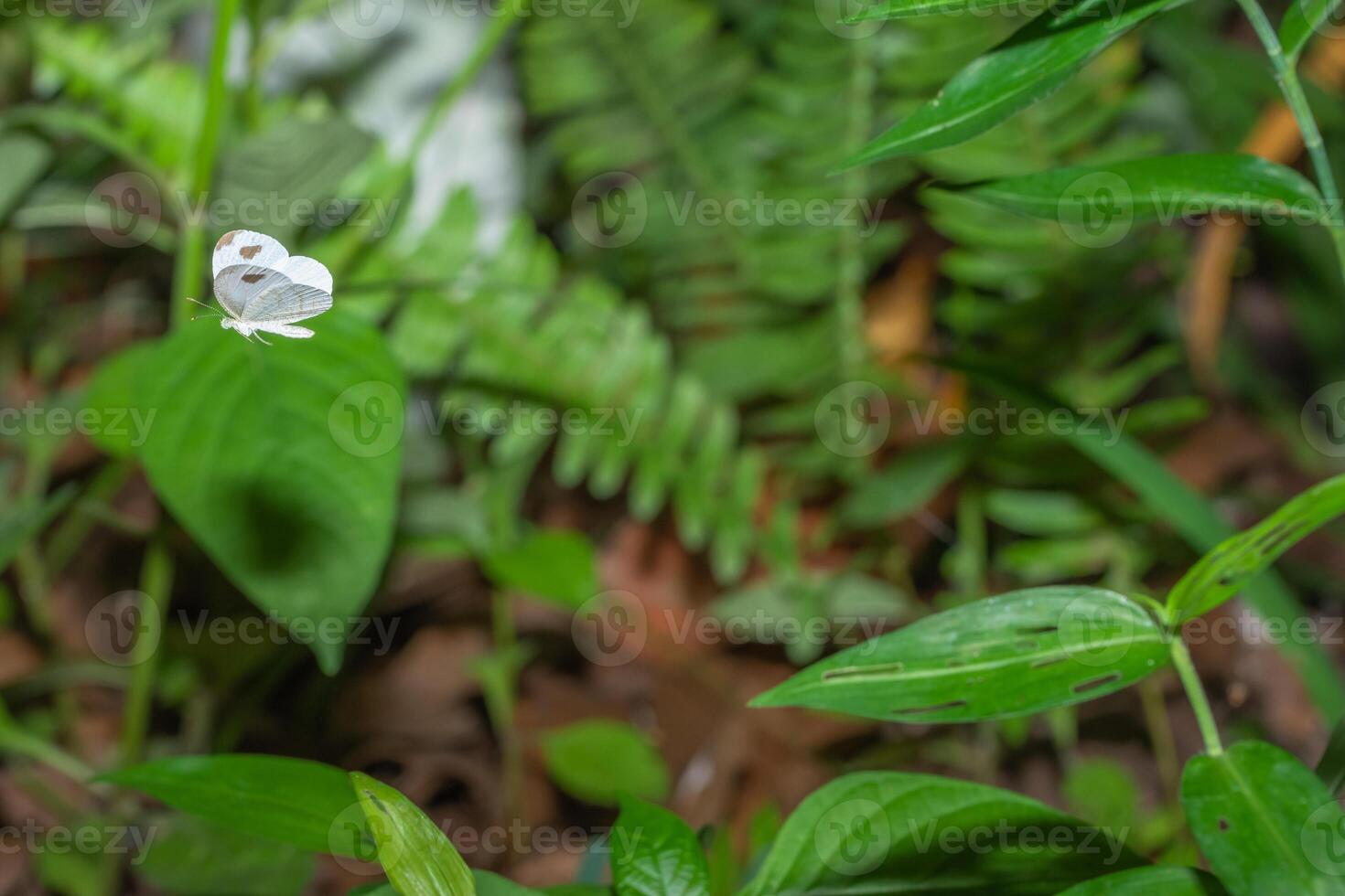 papillon dans la nature photo