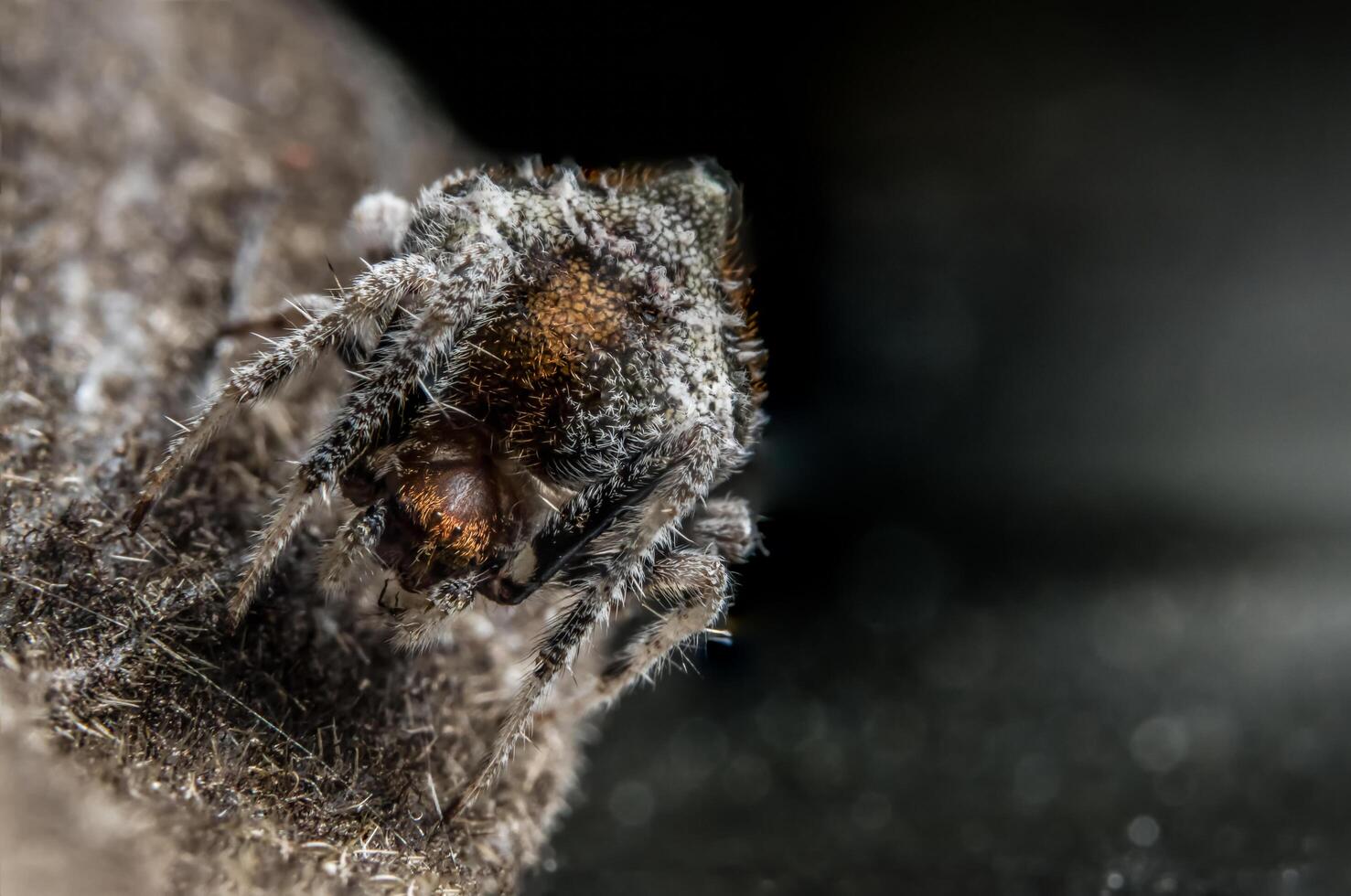 araignée, photo en gros plan