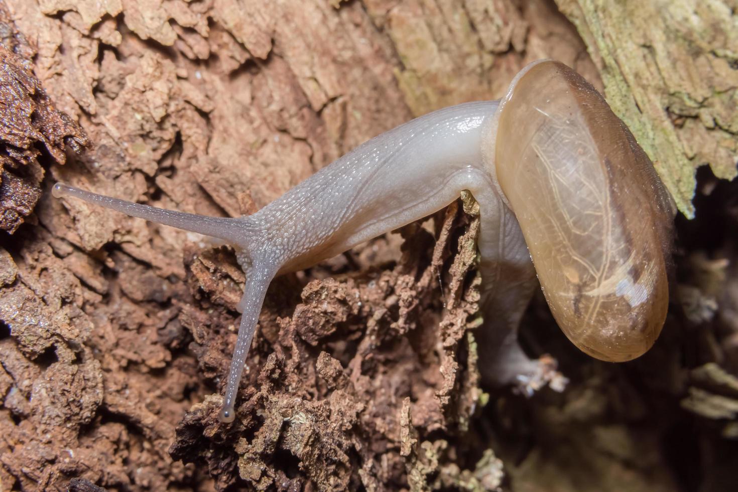 escargot sur un arbre photo