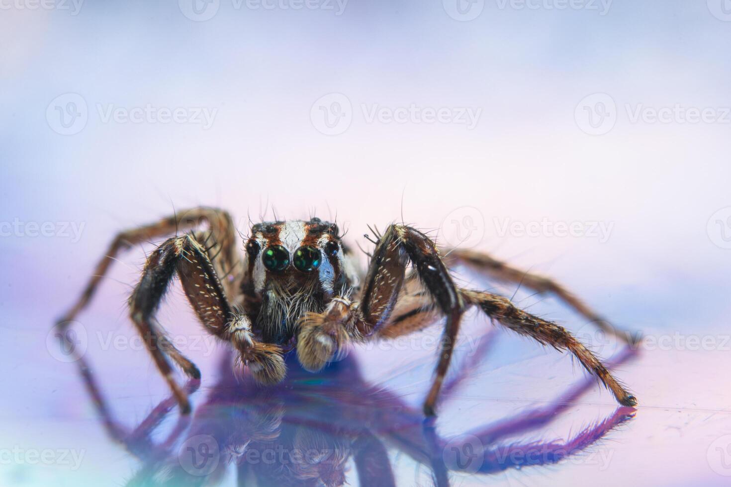 araignée sur une surface réfléchissante photo