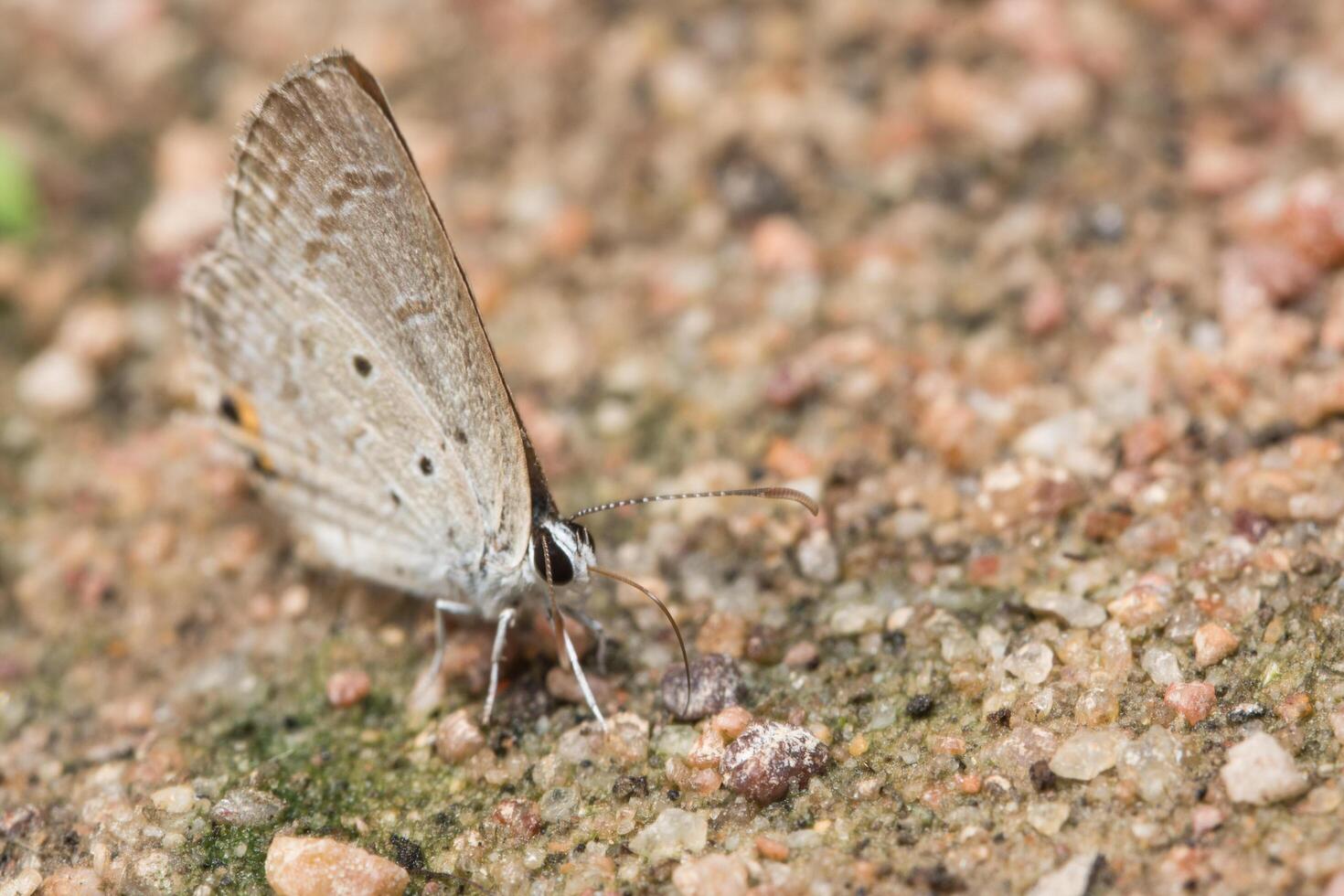 papillon au sol photo