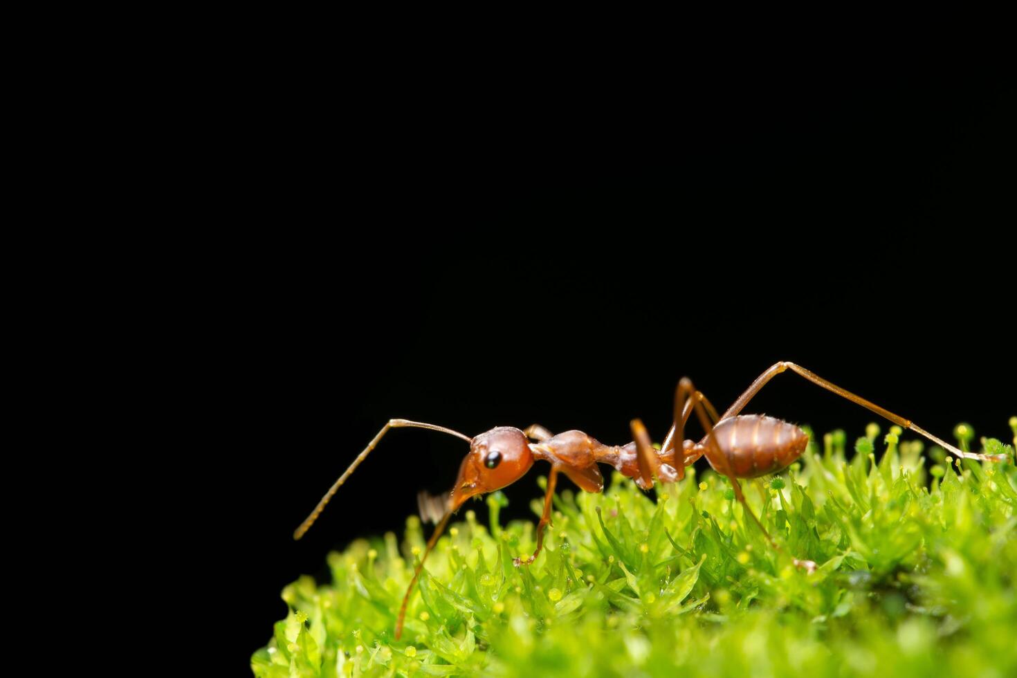 fourmi dans l'herbe photo