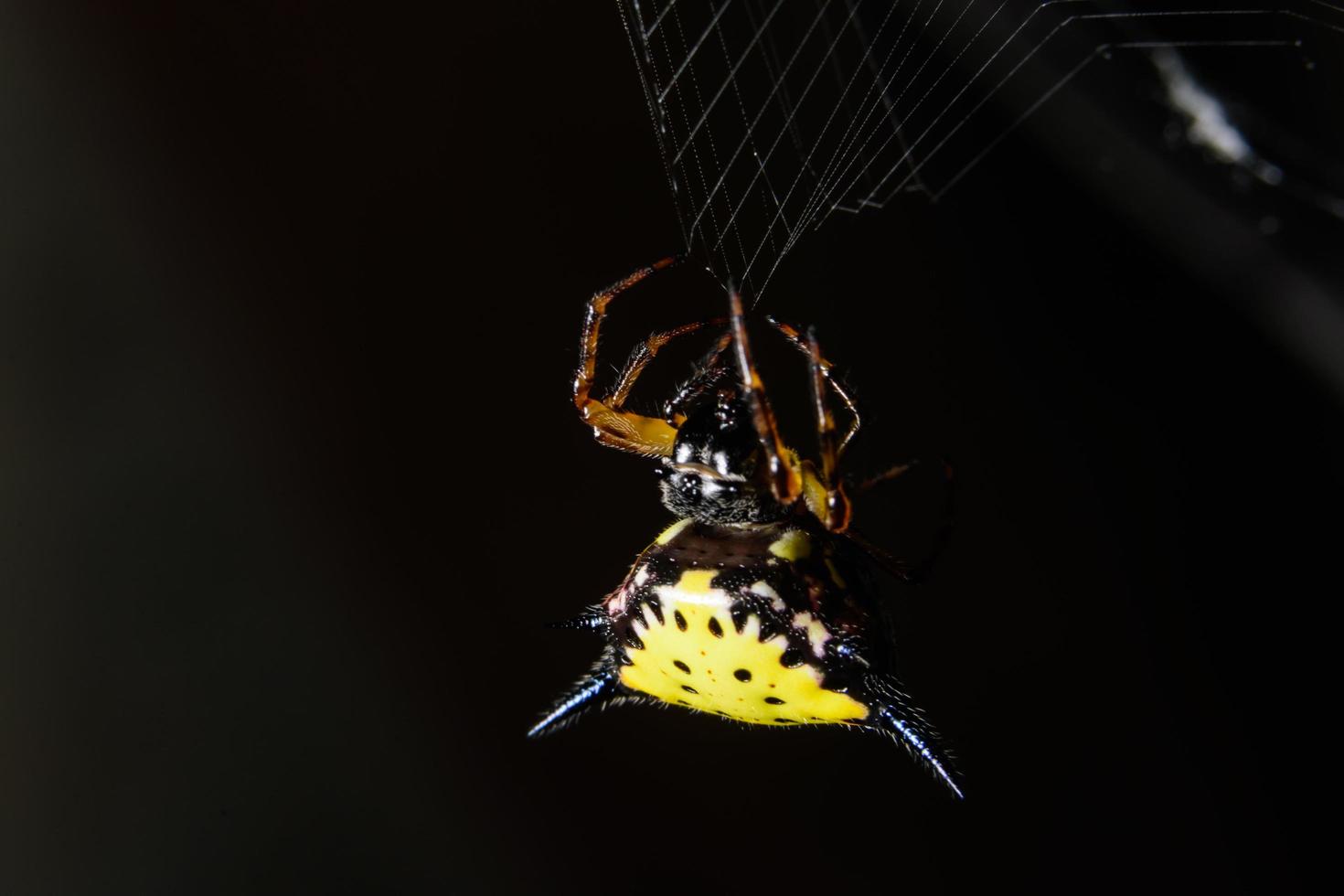 araignée, photo en gros plan