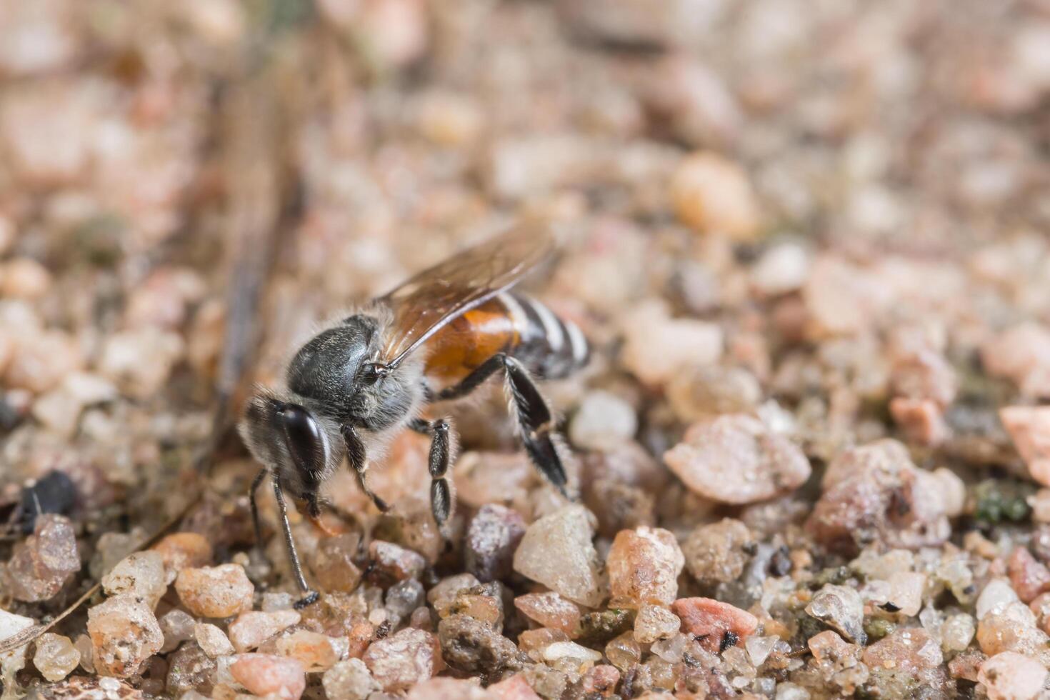 abeille au sol photo