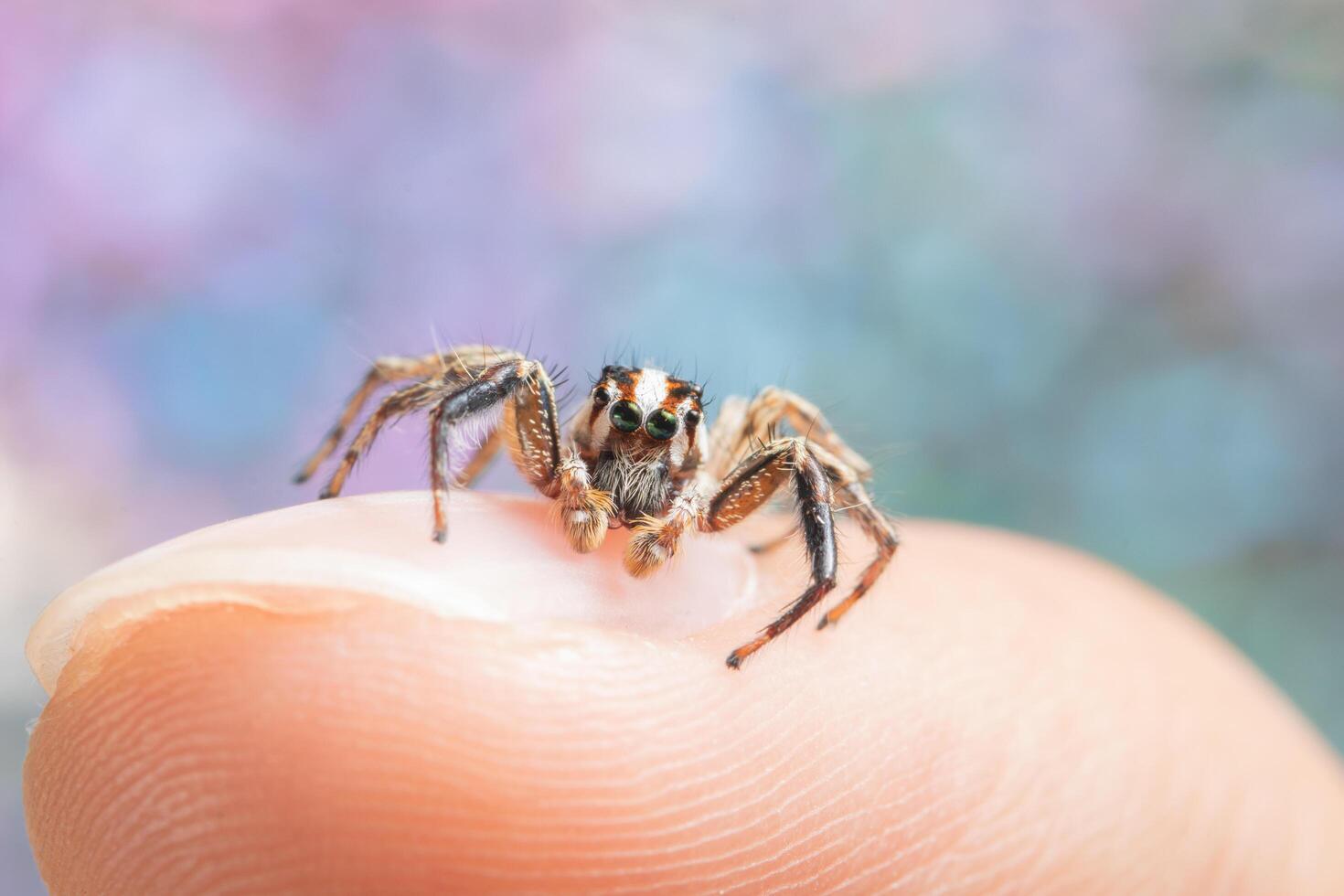 araignée sur le doigt d'un homme photo